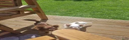 Chihuahua dogs for sale: Kc registered chihuahuas girl & boy in Hull - Advert 1
