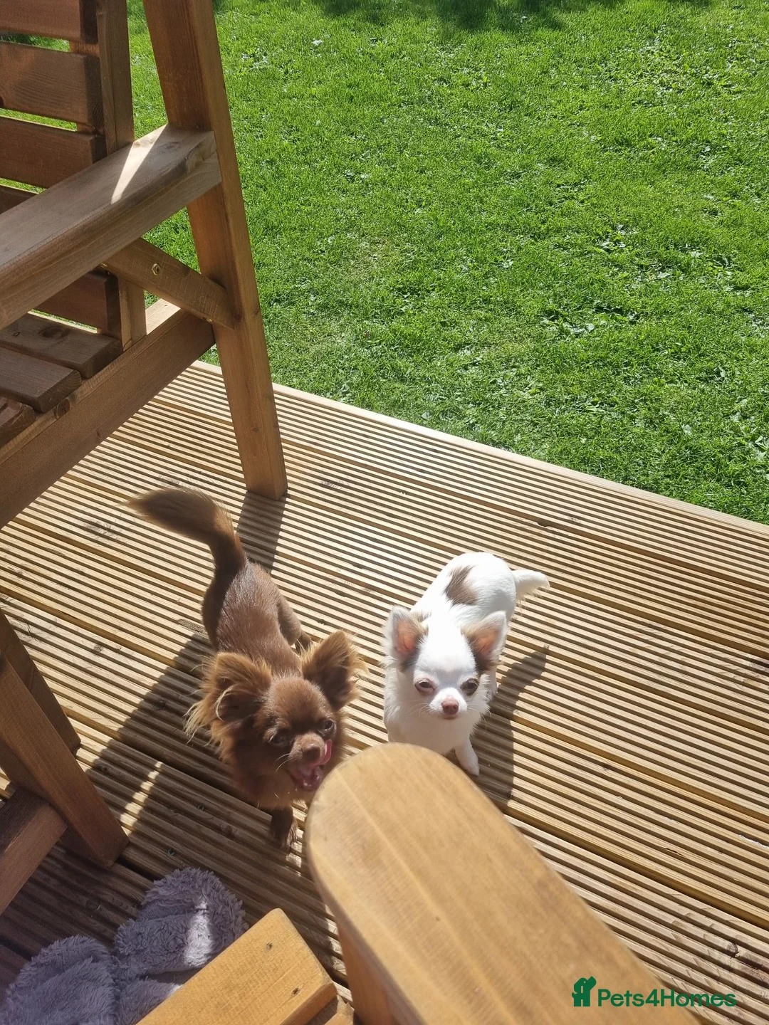 Chihuahua dogs for sale: Kc registered chihuahuas girl & boy in Hull - Advert 1