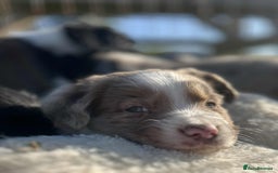 Sprollie dogs for sale: Beautiful Unique Sprollie Puppies - Image 15