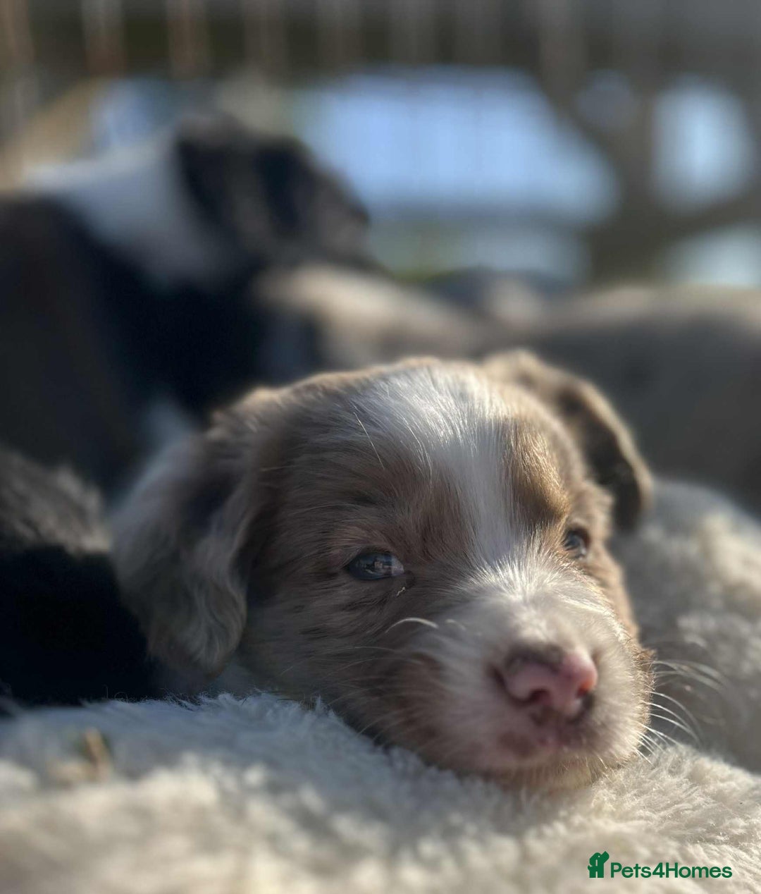 Sprollie dogs for sale: Beautiful Unique Sprollie Puppies - Image 15