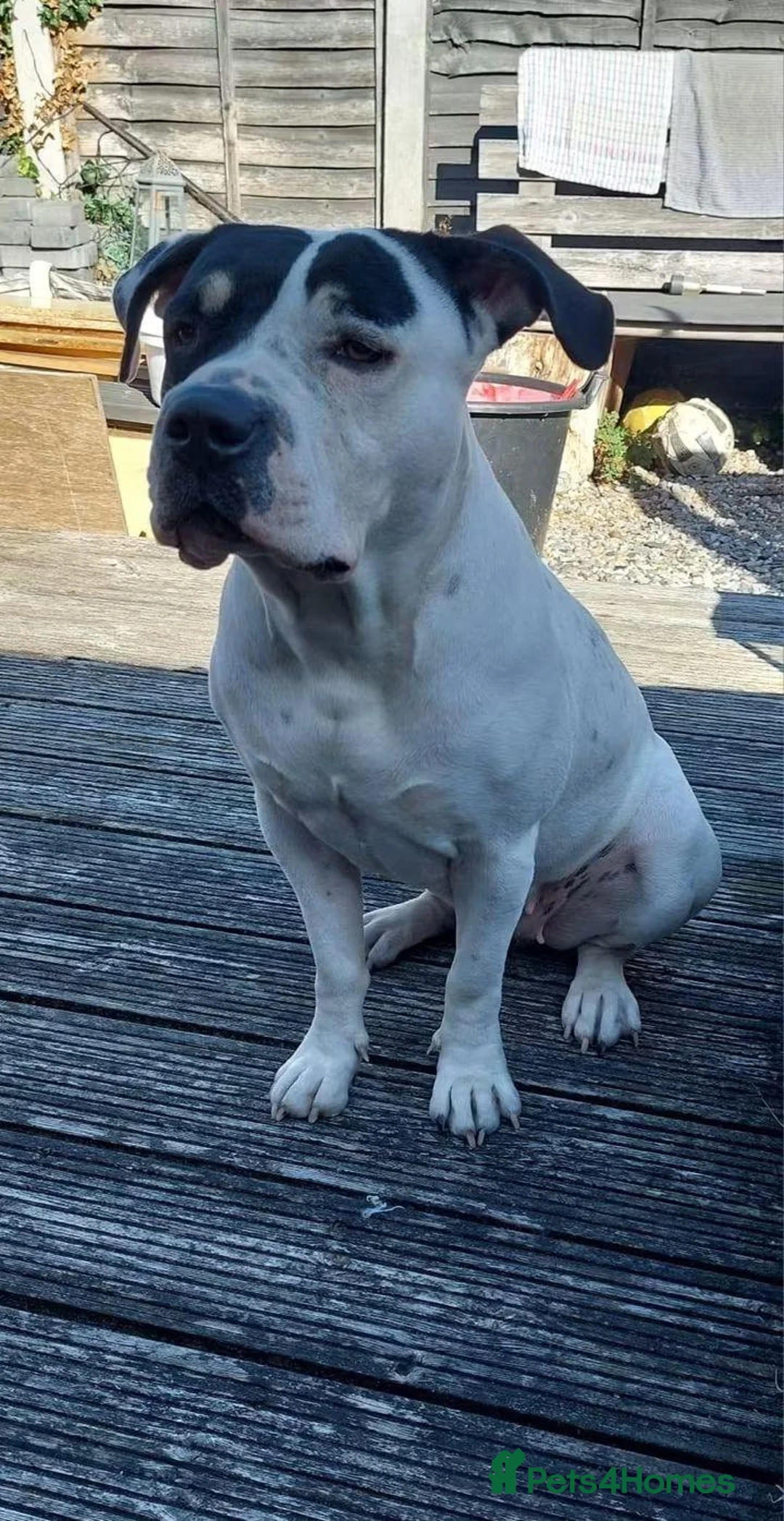 Staffordshire Bull Terrier dogs for adoption: Meet Poppy, currently residing in Kent in Chertsey - Advert 10
