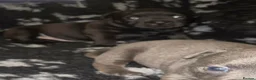 Staffordshire Bull Terrier dogs for sale: KC registered Staffordshire bull terrier pup - Advert 22