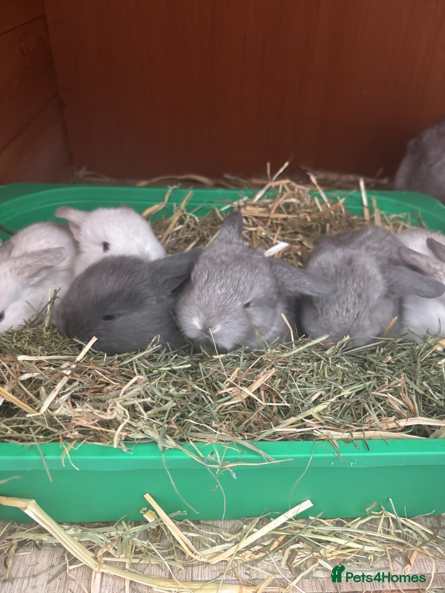 Mini Lop rabbits New born mini lop rabbits - Advert 1
