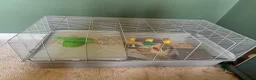 Hamster rodents for sale: Female Baby Syrian Hamster in York - Advert 8