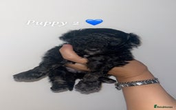 Poochon dogs for sale: Poochon puppies looking for their forever homes 🩷 - Image 3