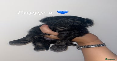 Poochon dogs - Advert 2