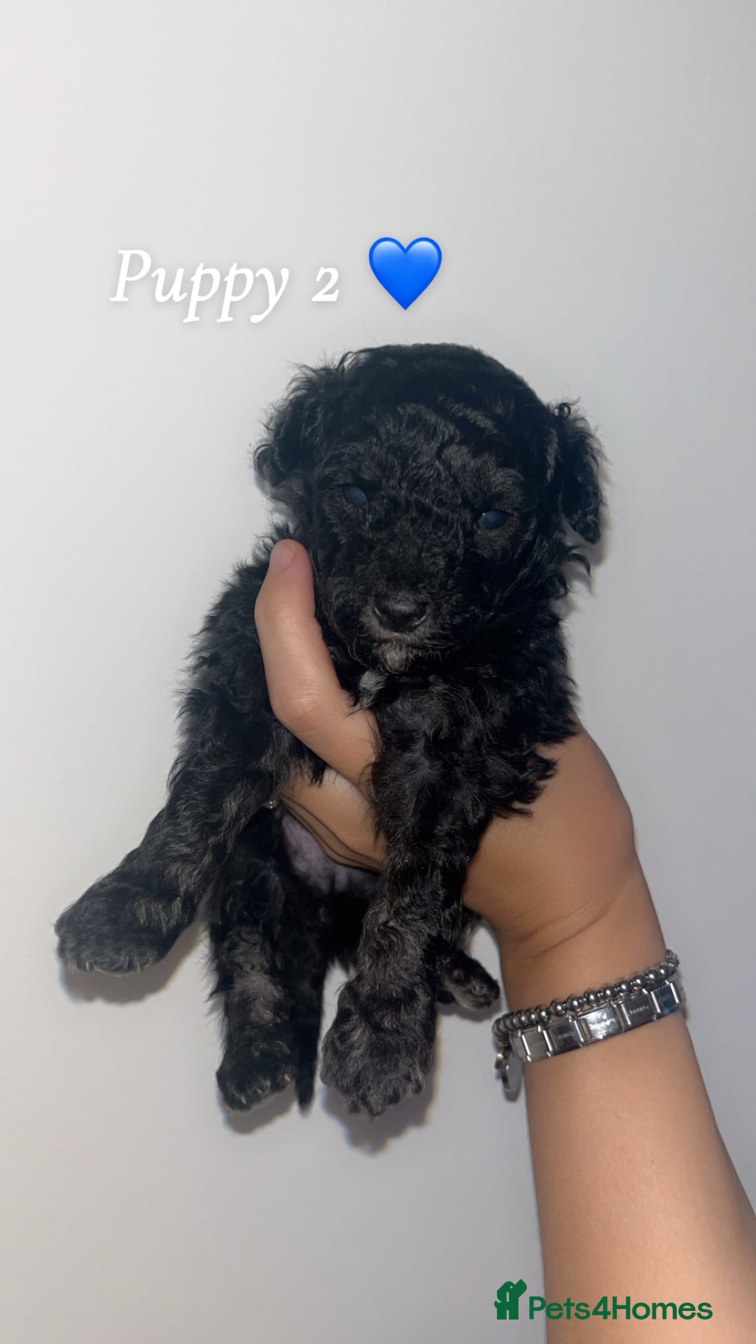 Poochon dogs for sale: Poochon puppies looking for their forever homes 🩷 - Image 3