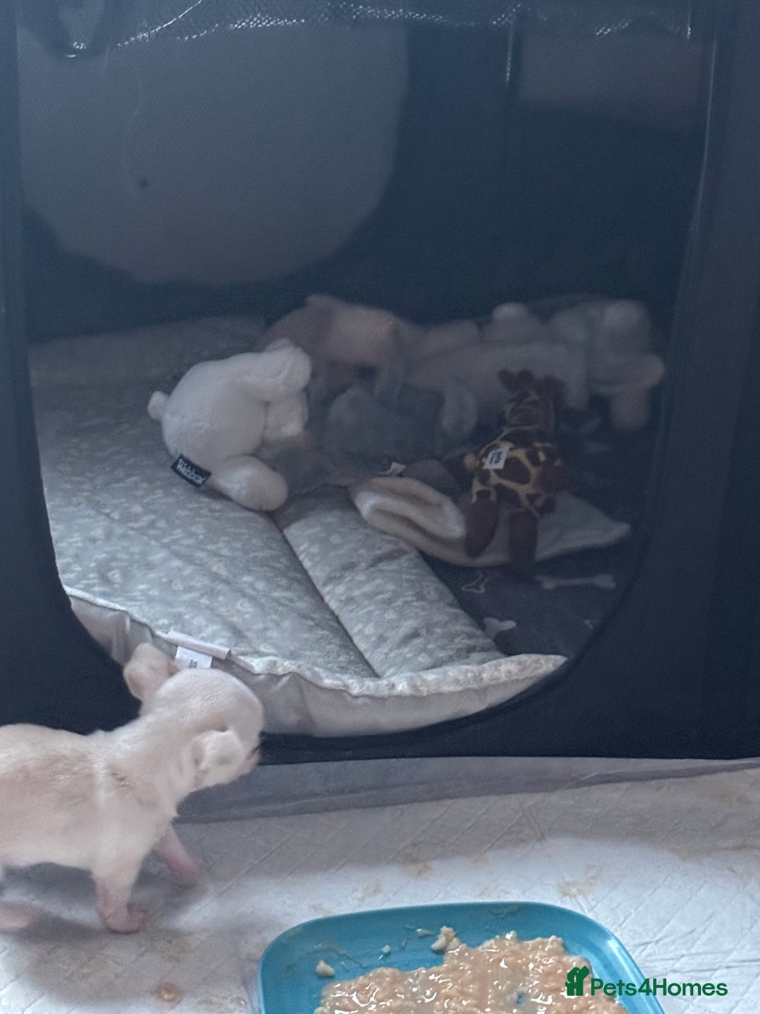 Chihuahua dogs for sale: Double chocolate platinum baby’s  - Image 5