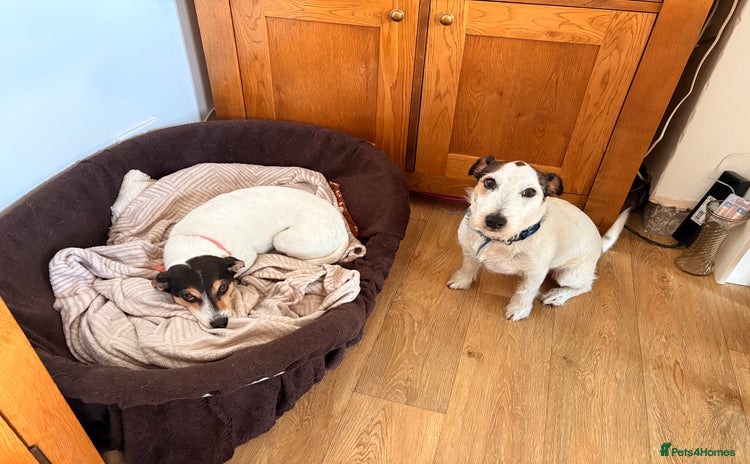 Jack Russell dogs - Advert 2