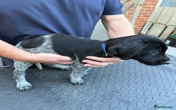 Mixed Breed dogs for sale: German shorthair pointer/wirehairpointer - Image 3