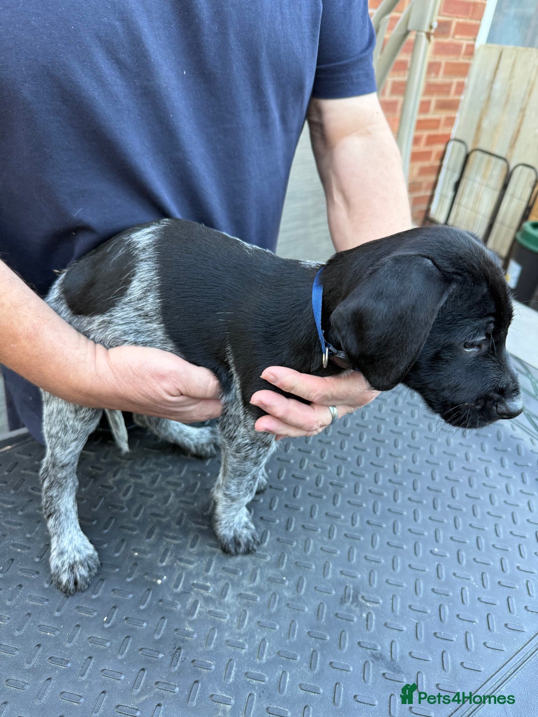 Mixed Breed dogs for sale: German shorthair pointer/wirehairpointer - Image 3
