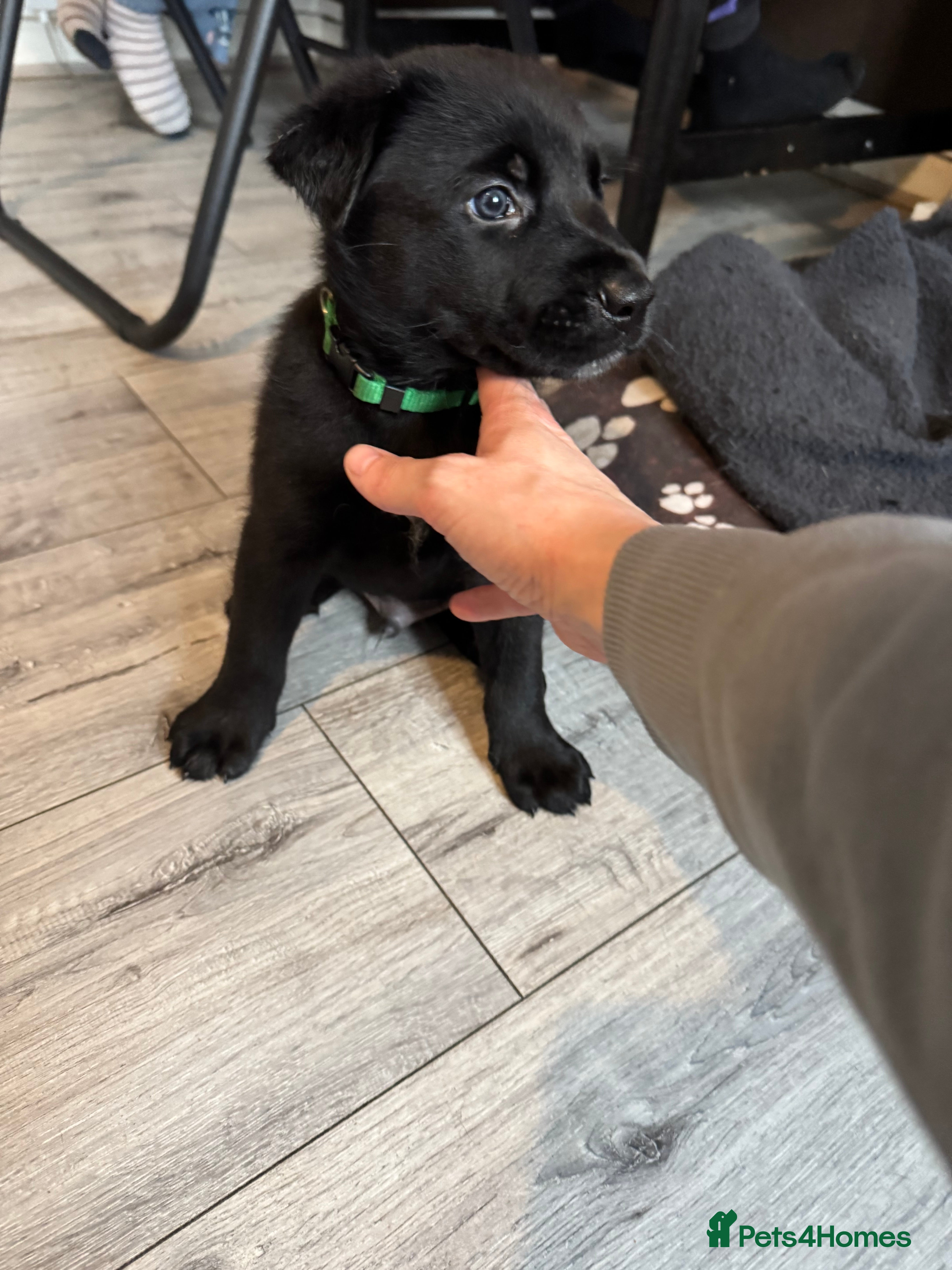 Mixed Breed dogs Malinois x German shepherd puppy’s  - Advert 15