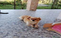 Mixed Breed dogs for adoption: Toby, superb little boy - for a Loving Home - Image 5