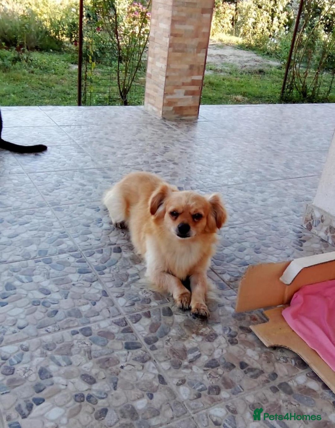 Mixed Breed dogs for adoption: Toby, superb little boy - for a Loving Home - Image 5