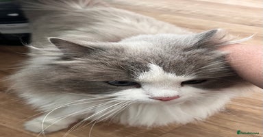 Ragdoll cats - Advert 12