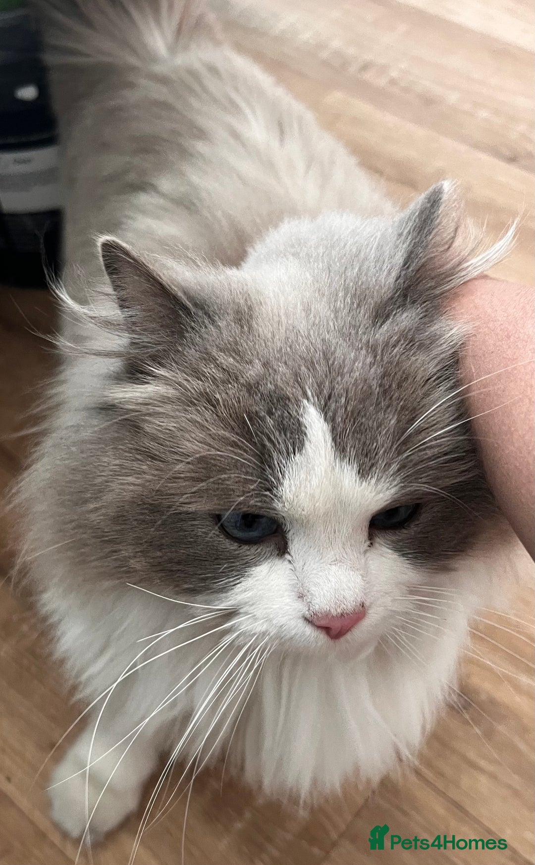 Ragdoll cats for sale: Amazing Mufasa - Image 3