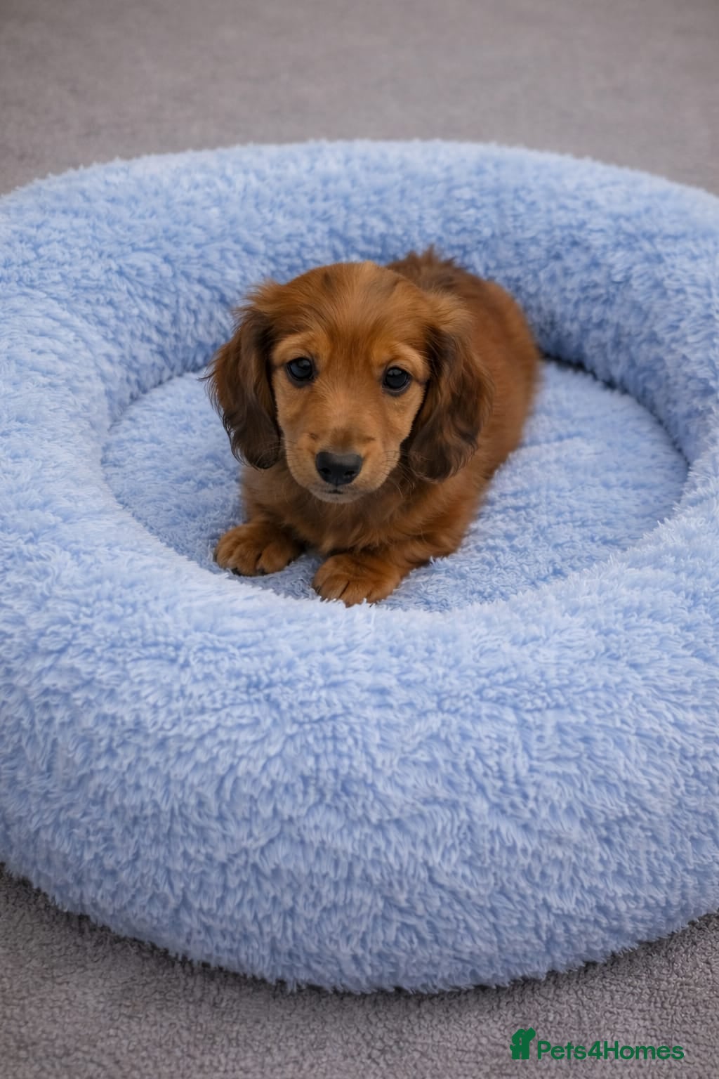 Miniature Dachshund dogs Miniature long haired daschunds  - Advert 6