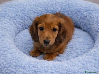 Miniature Dachshund dogs Miniature long haired daschunds - Advert 15