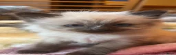 Ragdoll cats for sale: Beautiful kitten - Advert 8