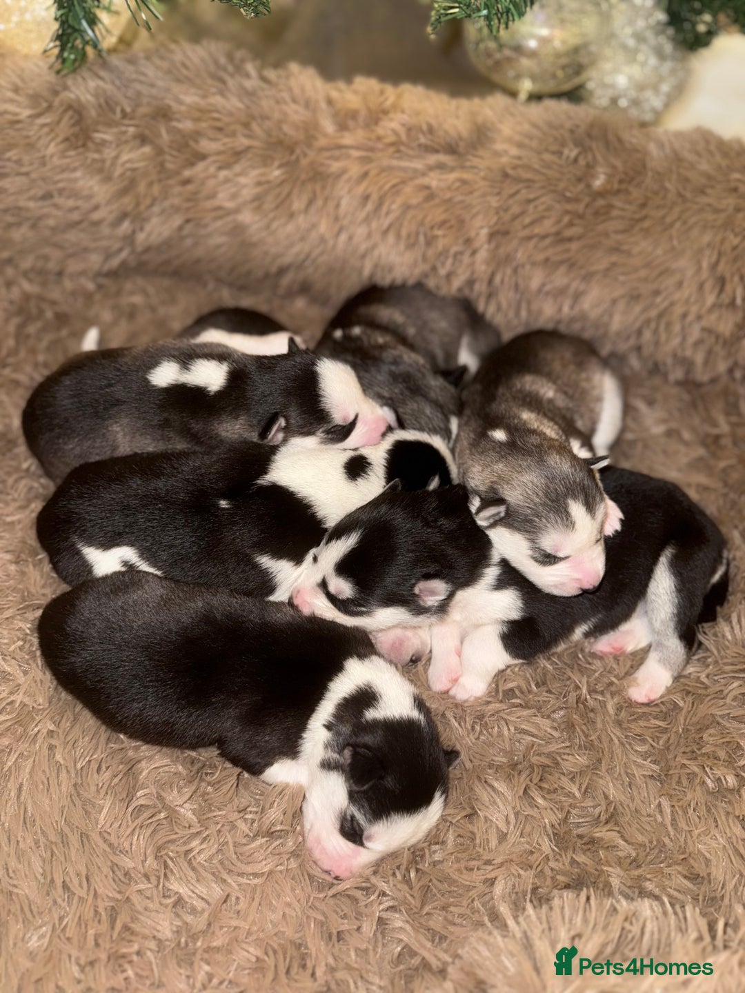 Siberian Husky dogs for sale: Stunning Siberian Husky puppies 😍 - Advert 5