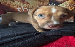 Mixed Breed dogs for sale: Puppies  - Image 9