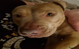 Mixed Breed dogs for sale: Kaya 3 year old - Image 4