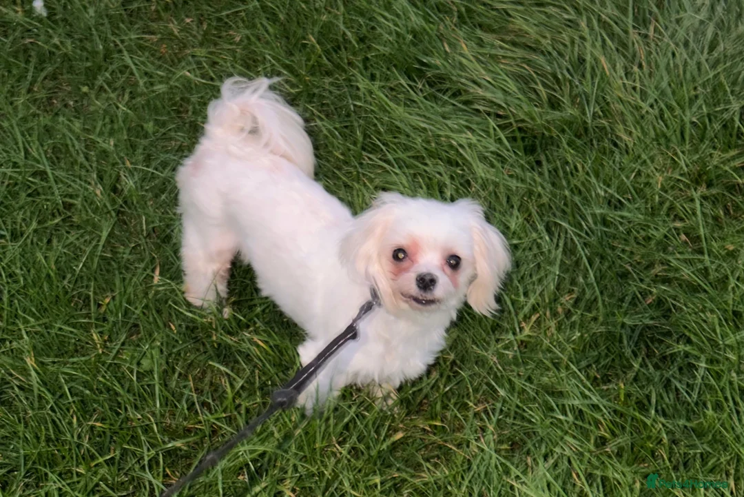 Maltese dogs for sale: Healthy 6year old female looking for a lovely home - Advert 1