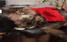 Maine Coon cats for sale: Adorable kittens mixed Maine Coon  - Image 9