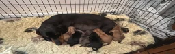 Miniature Dachshund dogs for sale: BEAUTIFUL LONGHAIR PRA CLEAR & KC REG MINIS - Advert 24