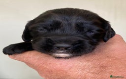 Cocker Spaniel dogs for sale: WORKING COCKER SPANIELS - Image 7