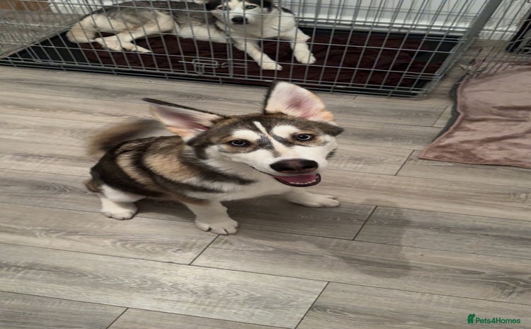Siberian Husky dogs - Advert 1