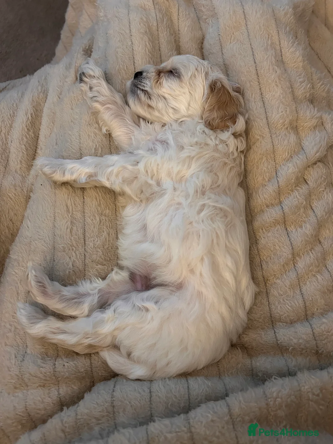 Maltipoo dogs for sale: mini maltipoo male pups, cream and apricot  - Advert 3