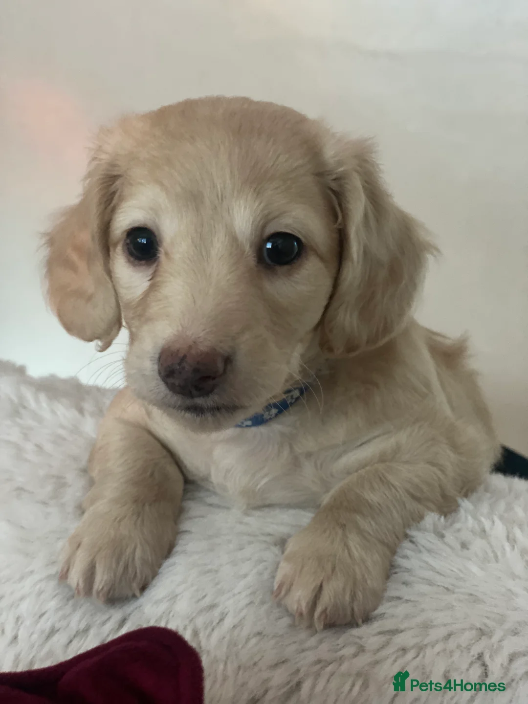 Miniature Dachshund dogs for sale: Long-Haired Miniature Cream Dachshund - Advert 12