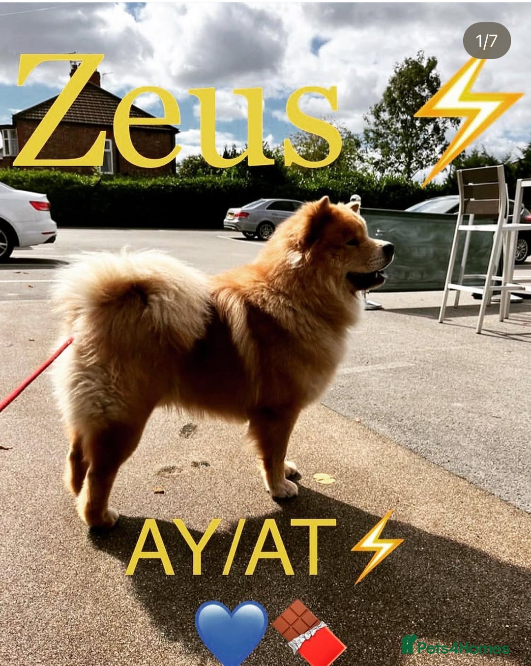 Chow Chow dogs for sale: 6 lovely chow chows for sale 😻 - Advert 5