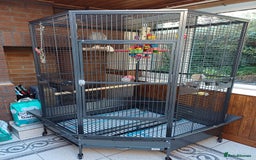 Macaws birds for sale: Blue & Gold Macaw For Sale - Image 20