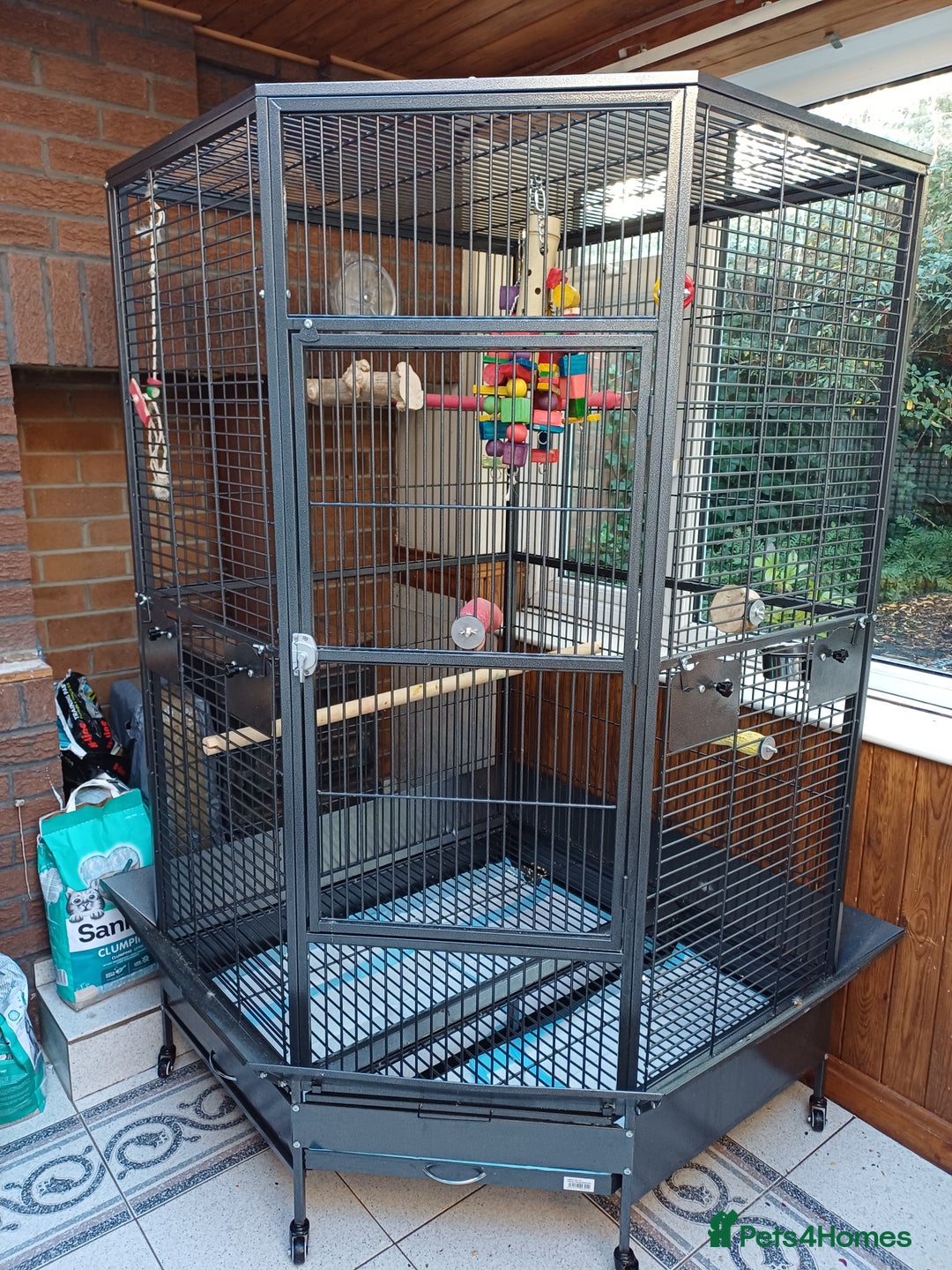 Macaws birds for sale: Blue & Gold Macaw For Sale - Image 20