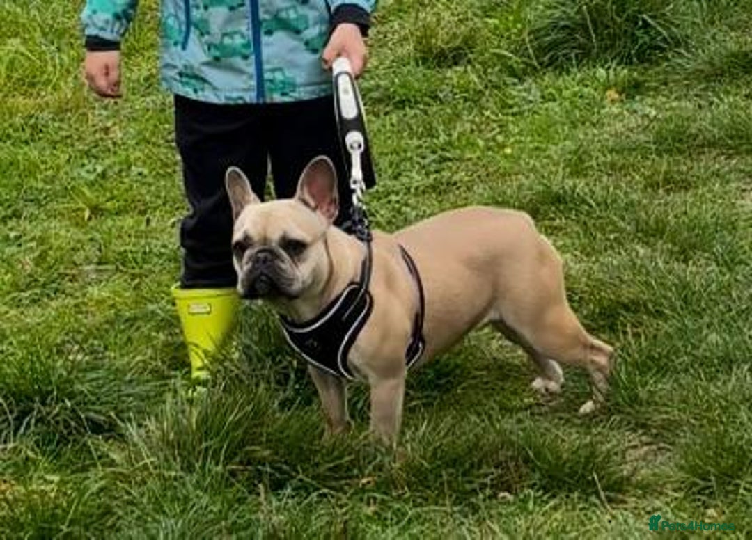 French Bulldog dogs for sale: French bulldog  - Advert 1