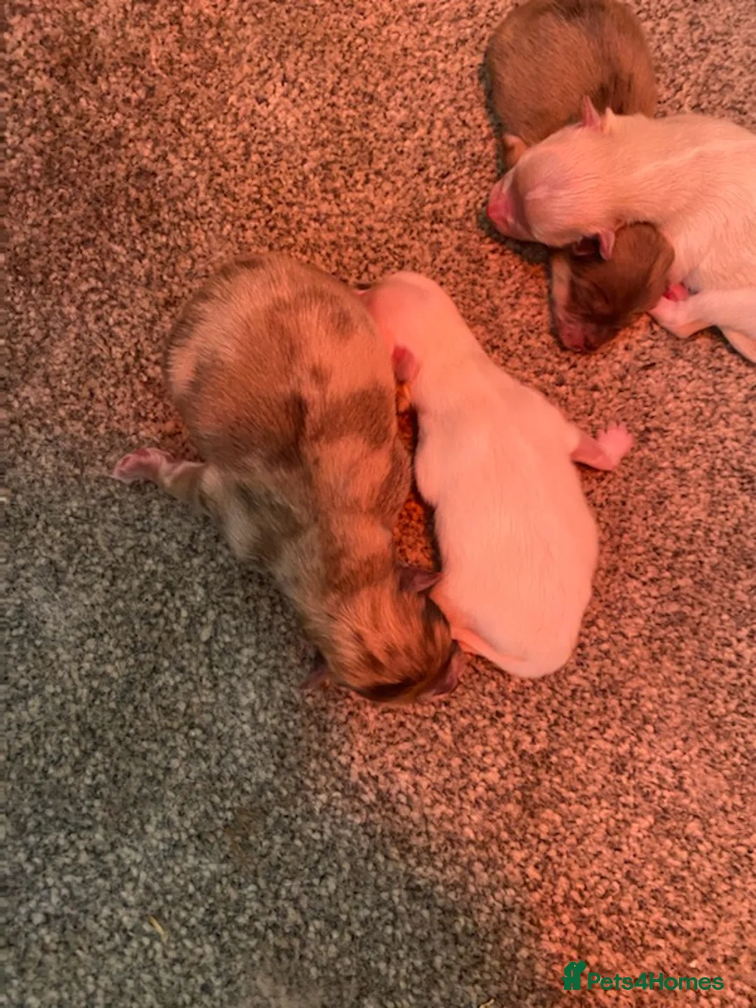 Pomeranian dogs for stud: Rocket Pomeranian stud  in Romford - Advert 23