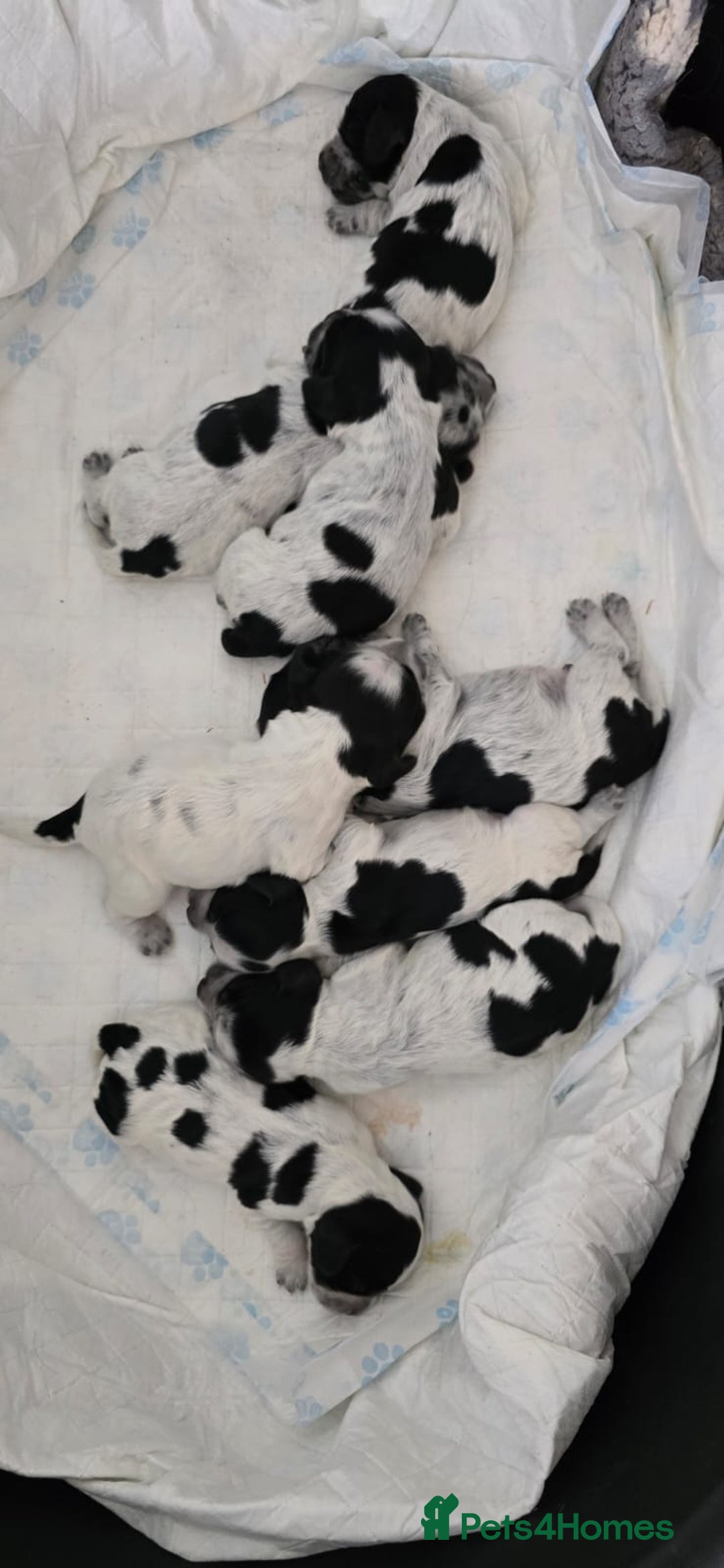 Cocker Spaniel dogs for sale: KC registered Show Type Cocker Spaniels - Image 5