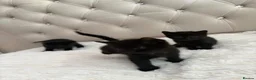 Mixed Breed cats for sale: 3 Beautiful Black Girl Kittens - Advert 11