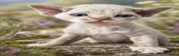Devon Rex cats for sale: GCCF Pedigree Devon Rex Kittens  - Advert 3
