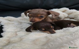 Miniature Dachshund dogs for sale: Miniature dachshunds  - Image 23