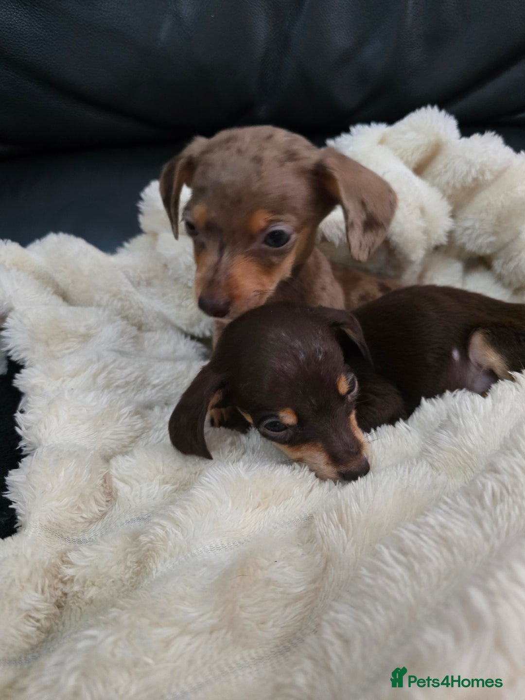 Miniature Dachshund dogs for sale: Miniature dachshunds  - Image 23