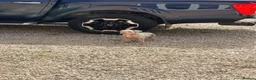 American Bully dogs for sale: 4.5-MONTH-OLD POCKET BULLY PUPPY in Bonnybridge - Advert 5