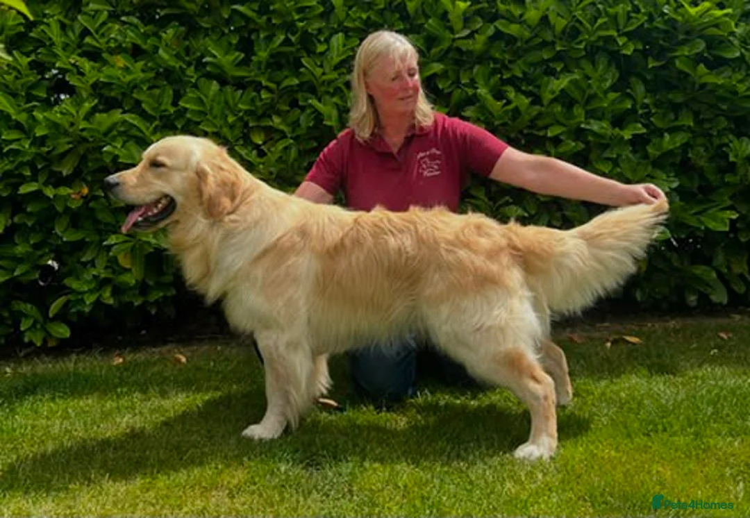 Golden Retriever dogs for sale: Golden retriever puppies - Advert 5