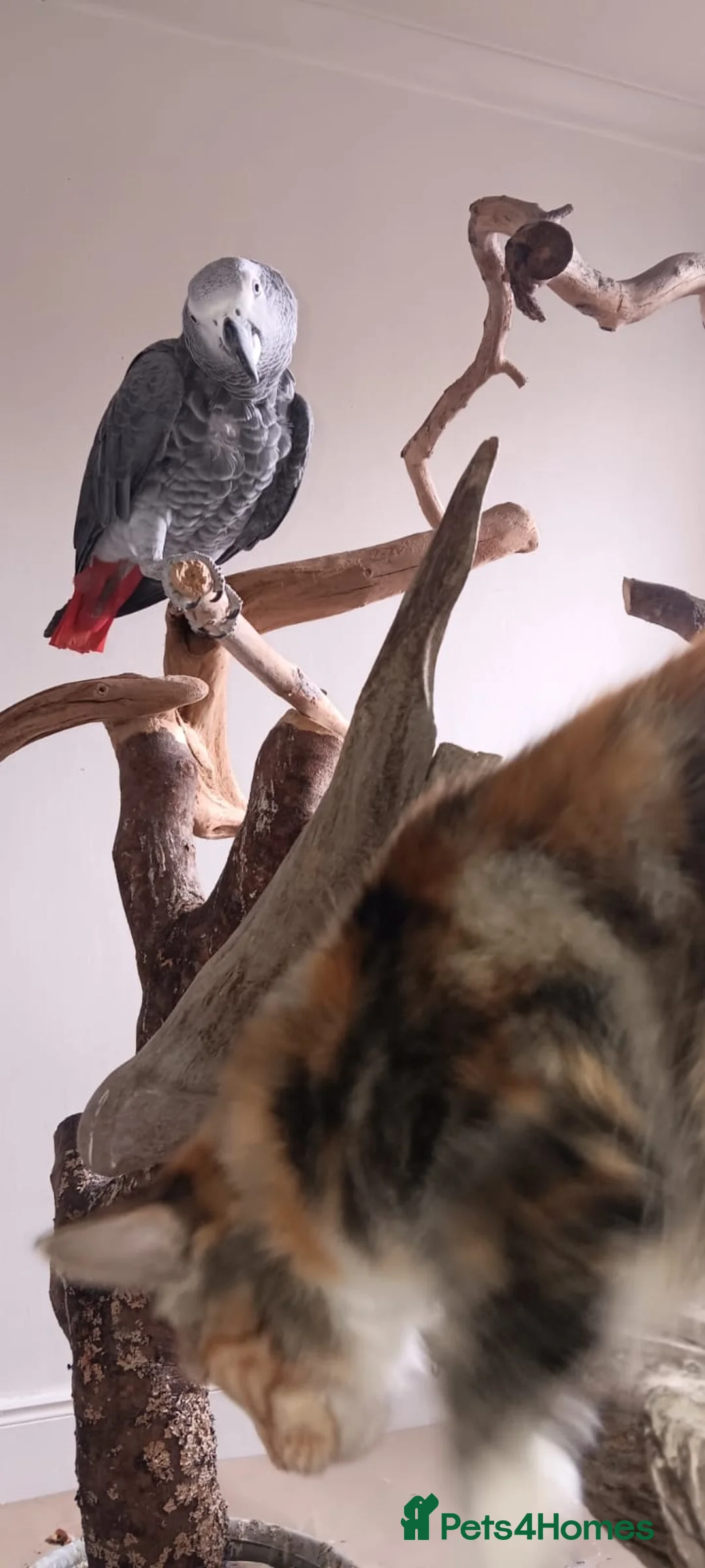 Parrots birds for sale: Beautiful African Grey Parrot in Aviemore - Advert 5