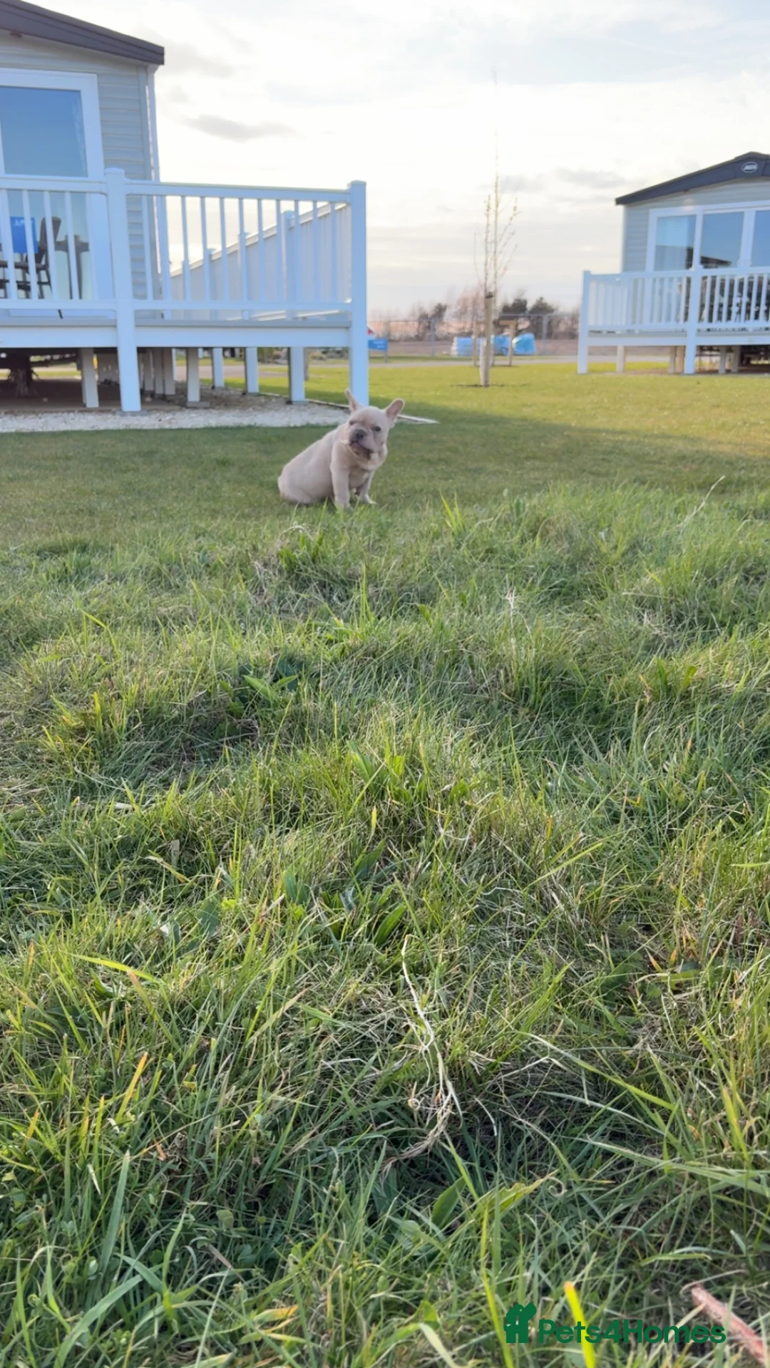 French Bulldog dogs for sale: 4 month old French bulldog male  in Leeds - Advert 1