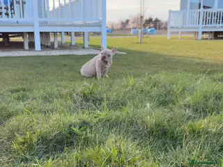 French Bulldog dogs 4 month old French bulldog male - Advert 3