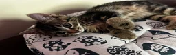 Mixed Breed cats for sale: 10 week old male kitten  - Advert 9