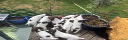 English Springer Spaniel dogs for sale: KC Working ESS puppies Ready to be rehomed now - Advert 7